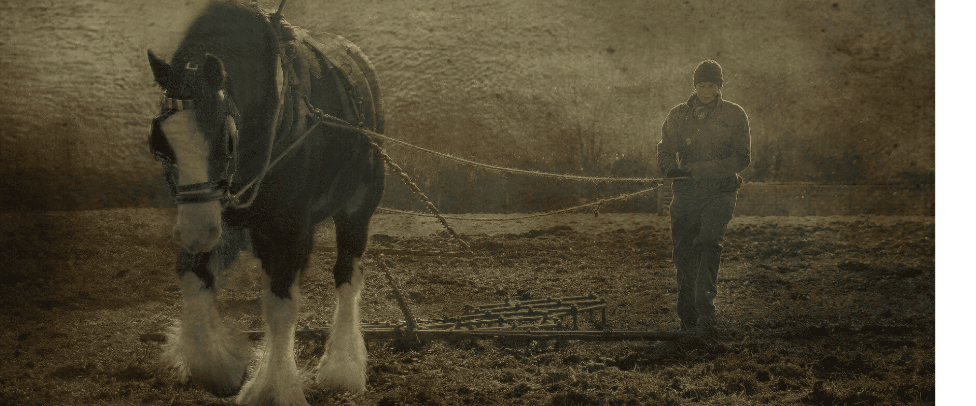 Agricultura biodinâmica: um sistema vivo e integrado