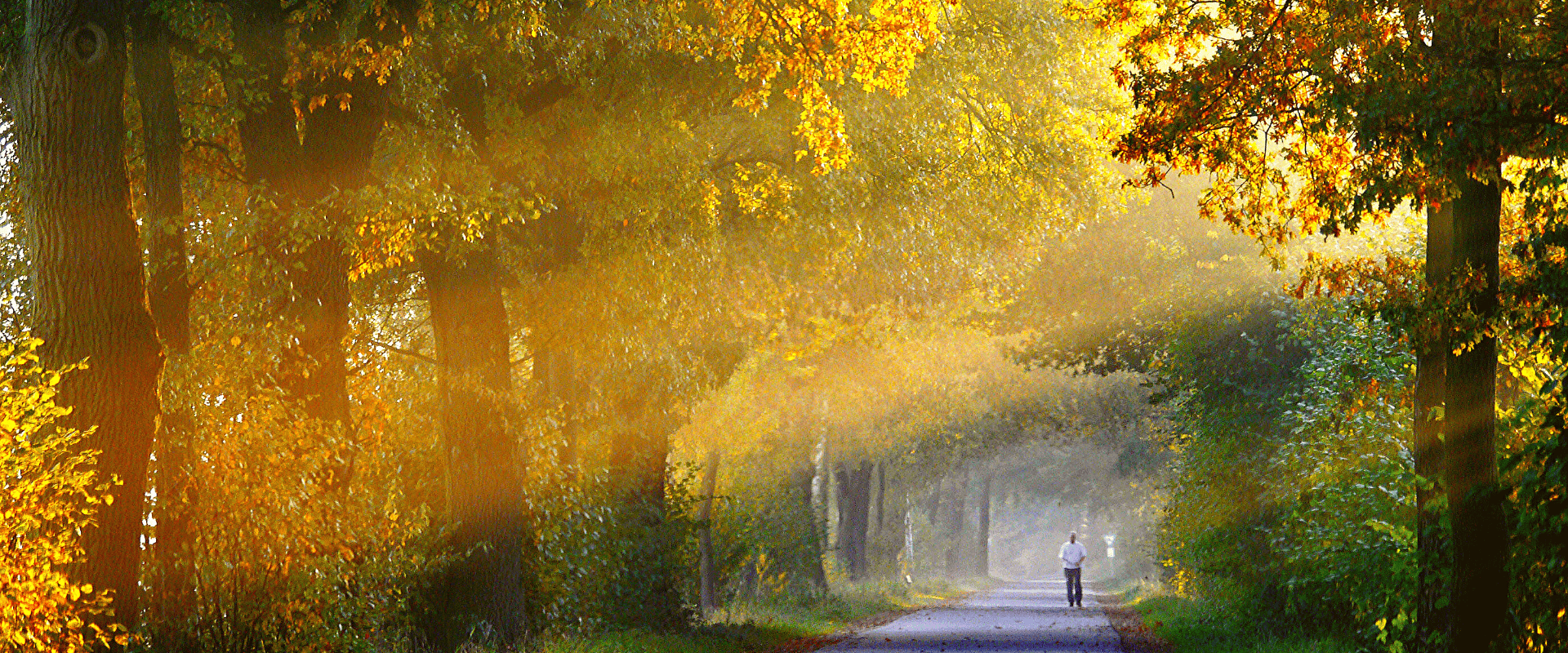 Envelhecendo vinhos: conheça os diferentes tipos e origens do carvalho