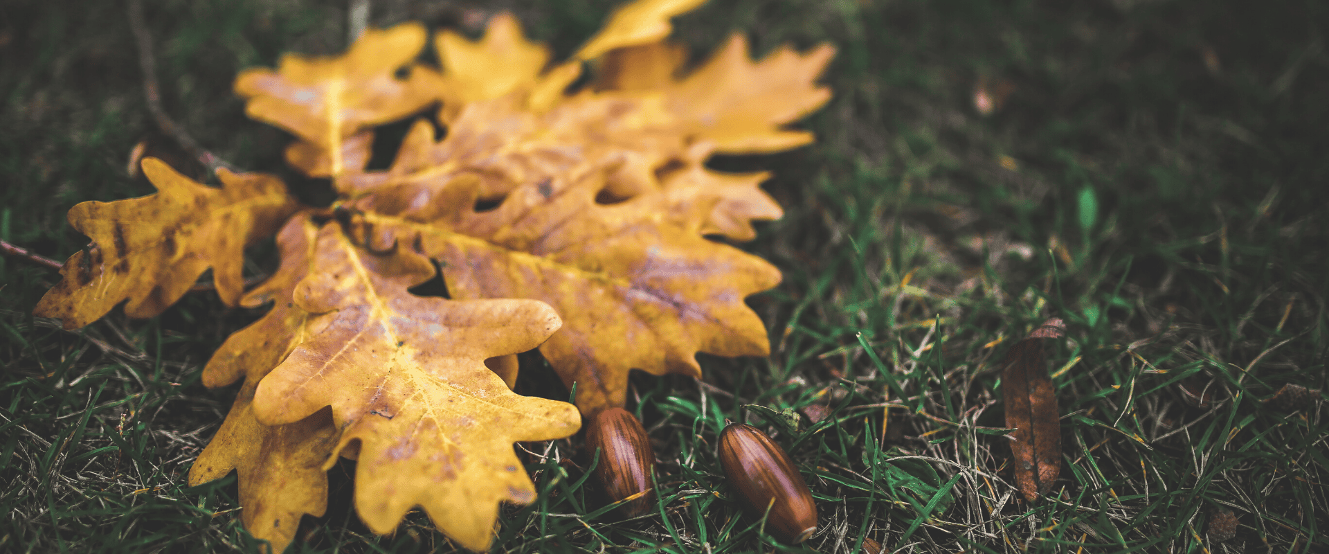 Eslavônia e Hungria: carvalhos com história e qualidade