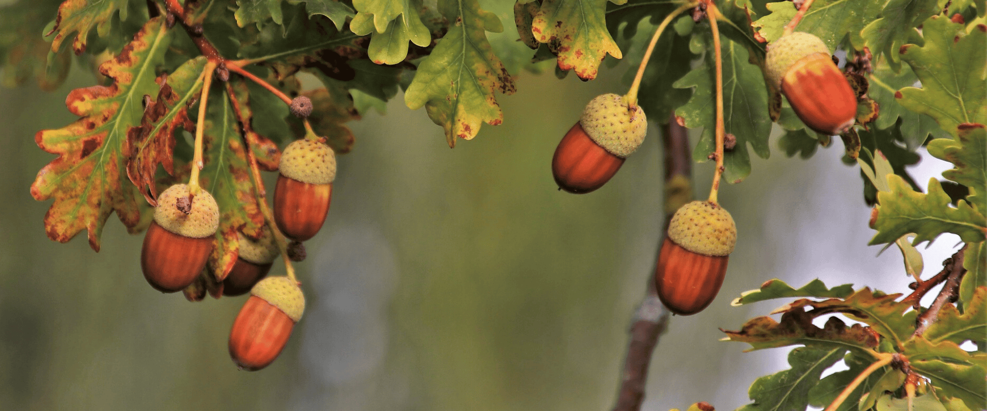 Envelhecendo vinhos em carvalho americano: vantagens e desvantagens