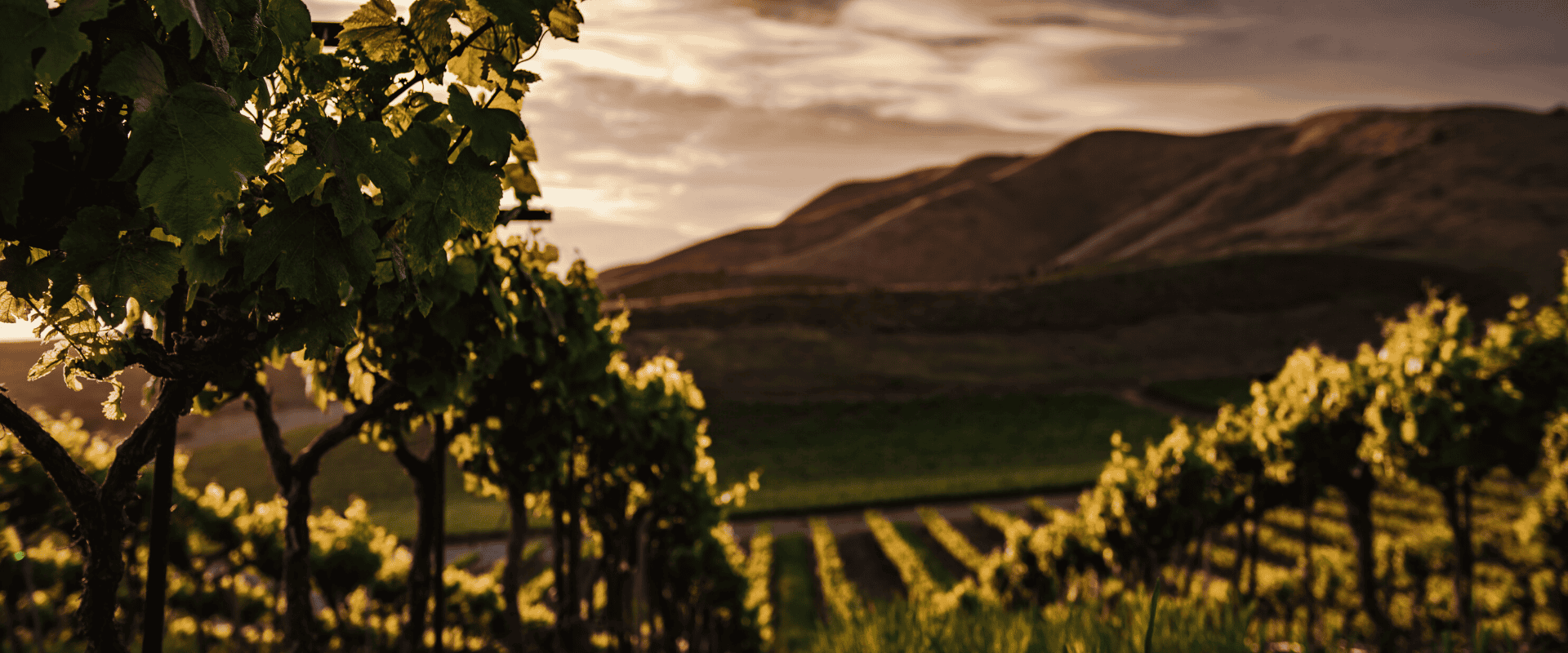 Agricultura orgânica: mais qualidade e menor impacto ambiental