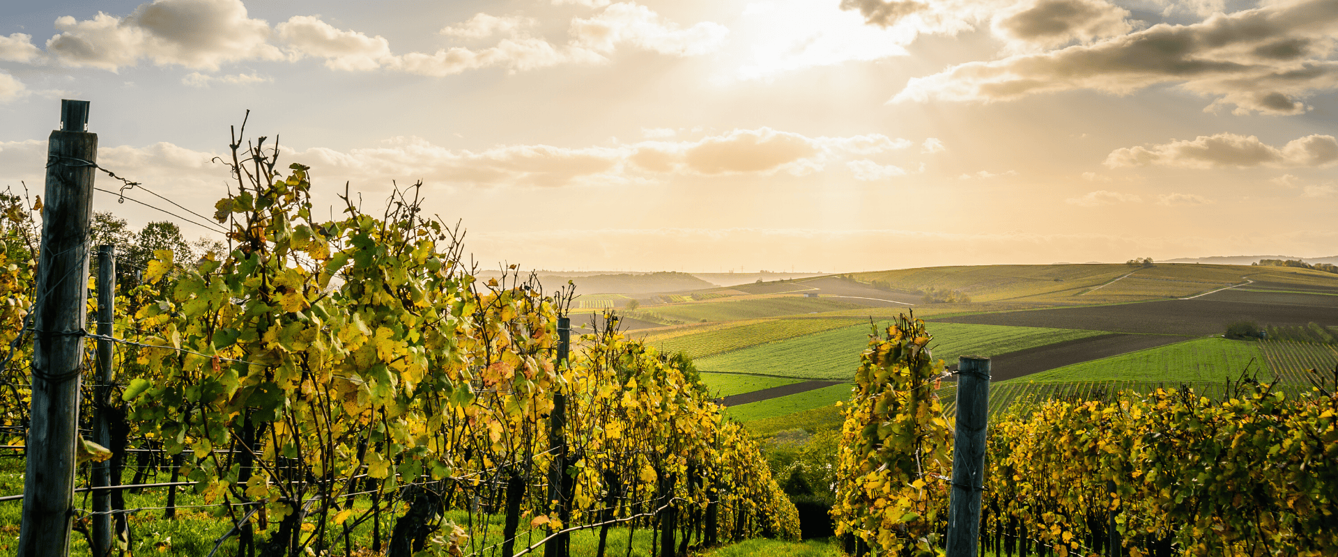 Agricultura sustentável: buscando um ponto de equilíbrio