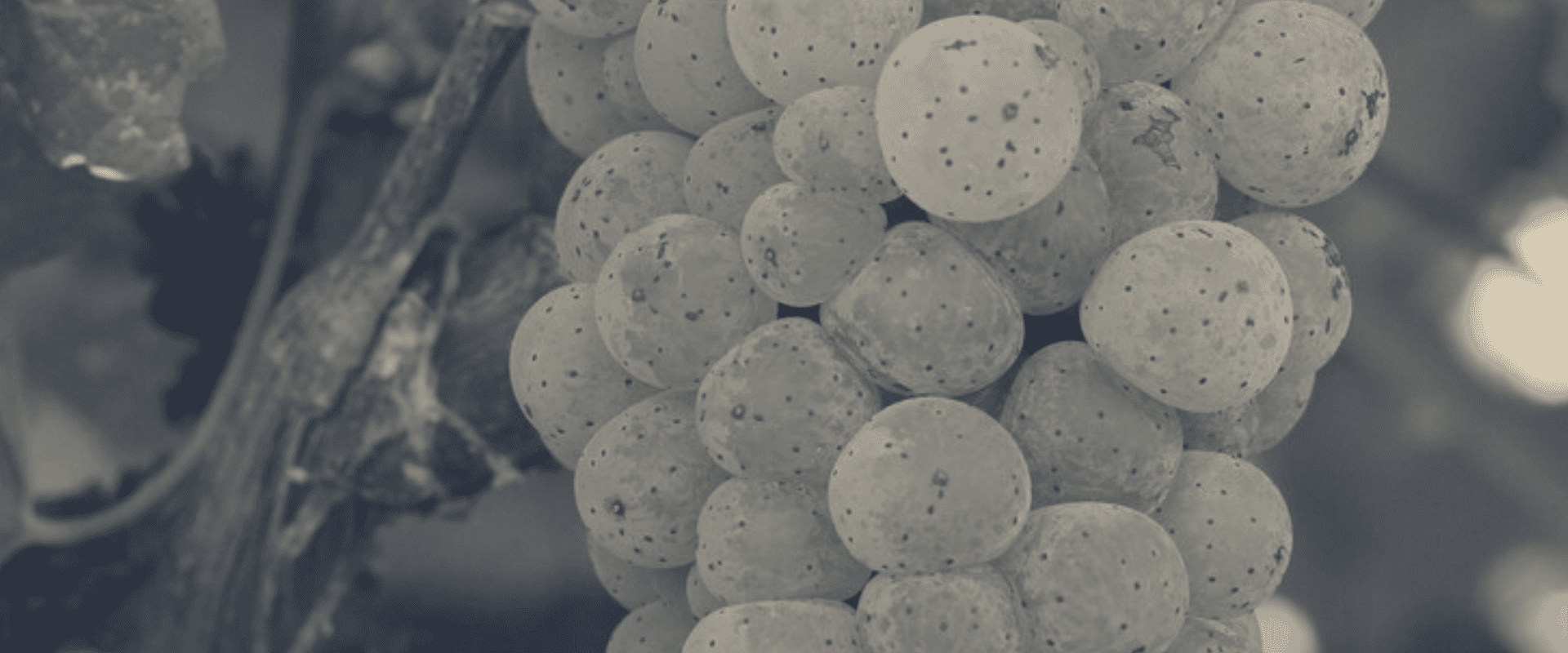 Riesling: qualidade, versatilidade e longa evolução - Wine Fun