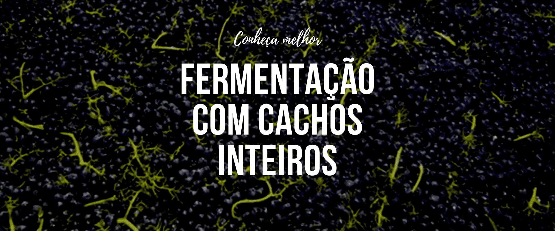 Fermentação com cachos inteiros: uma técnica em alta