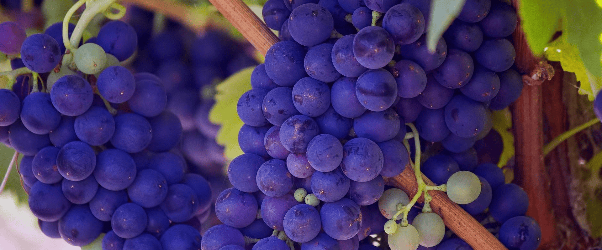 A origem da cor do seu vinho tinto: conheça as antocianinas