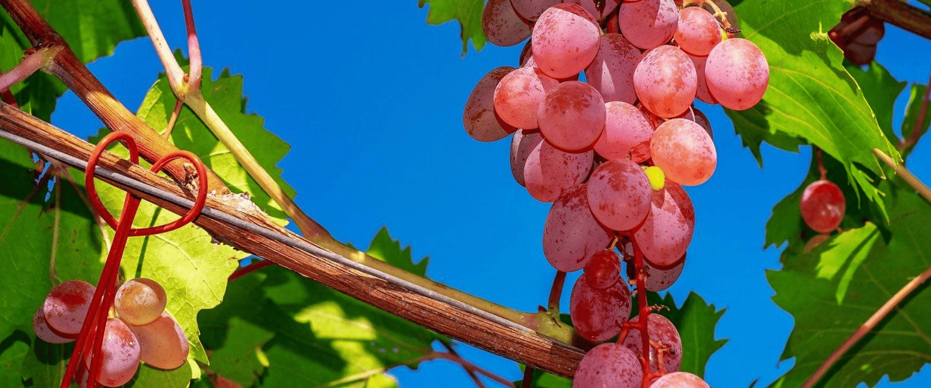 Uvas híbridas e cruzamentos: você sabe qual a diferença?