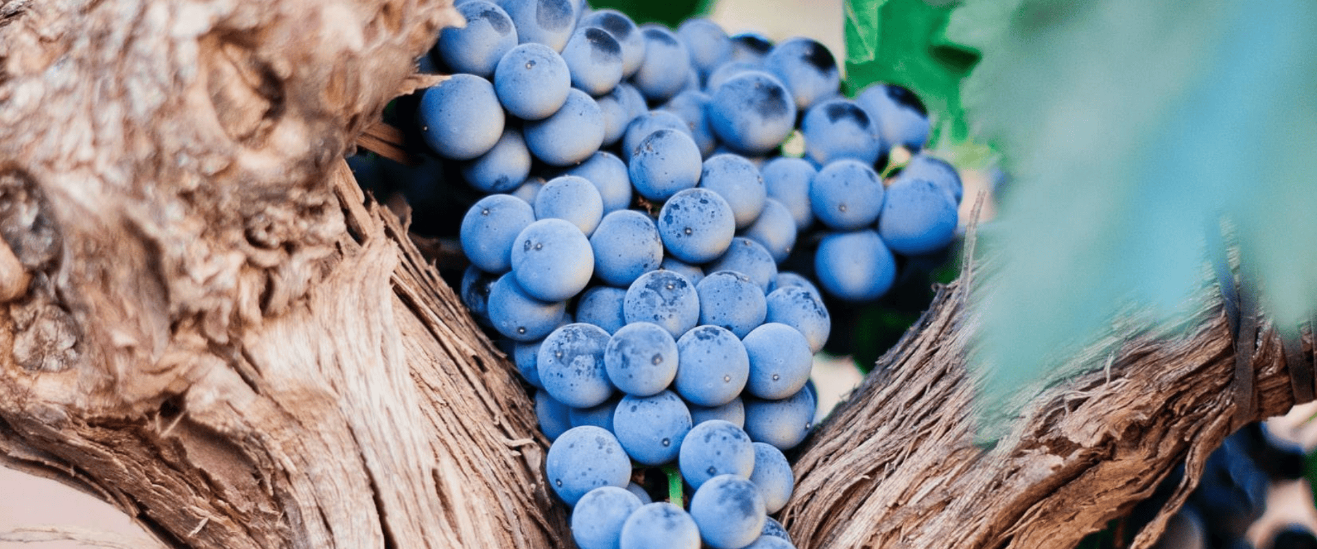 Vinho de mesa, vinho fino e uvas europeias: como decifrar isso?