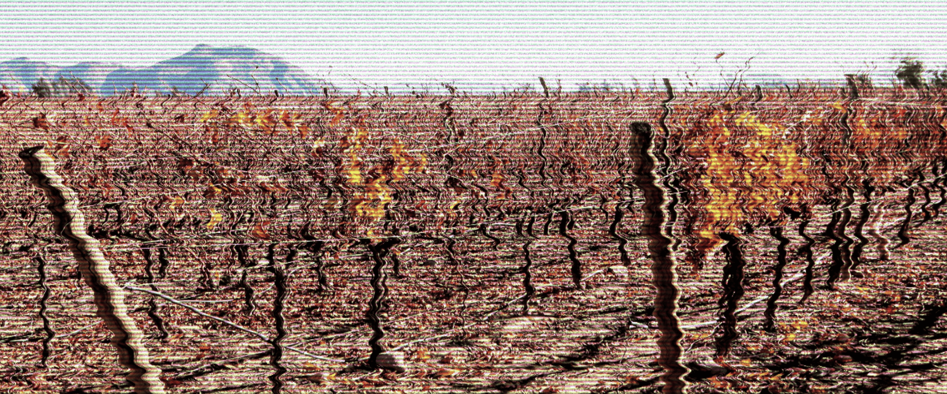 Filoxera: a praga que mudou o universo do vinho para sempre