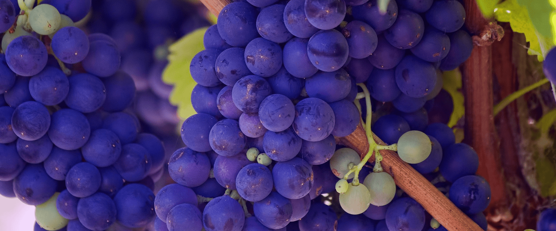 Entendendo vinhos: qual a diferença entre maturação fenólica e tecnológica