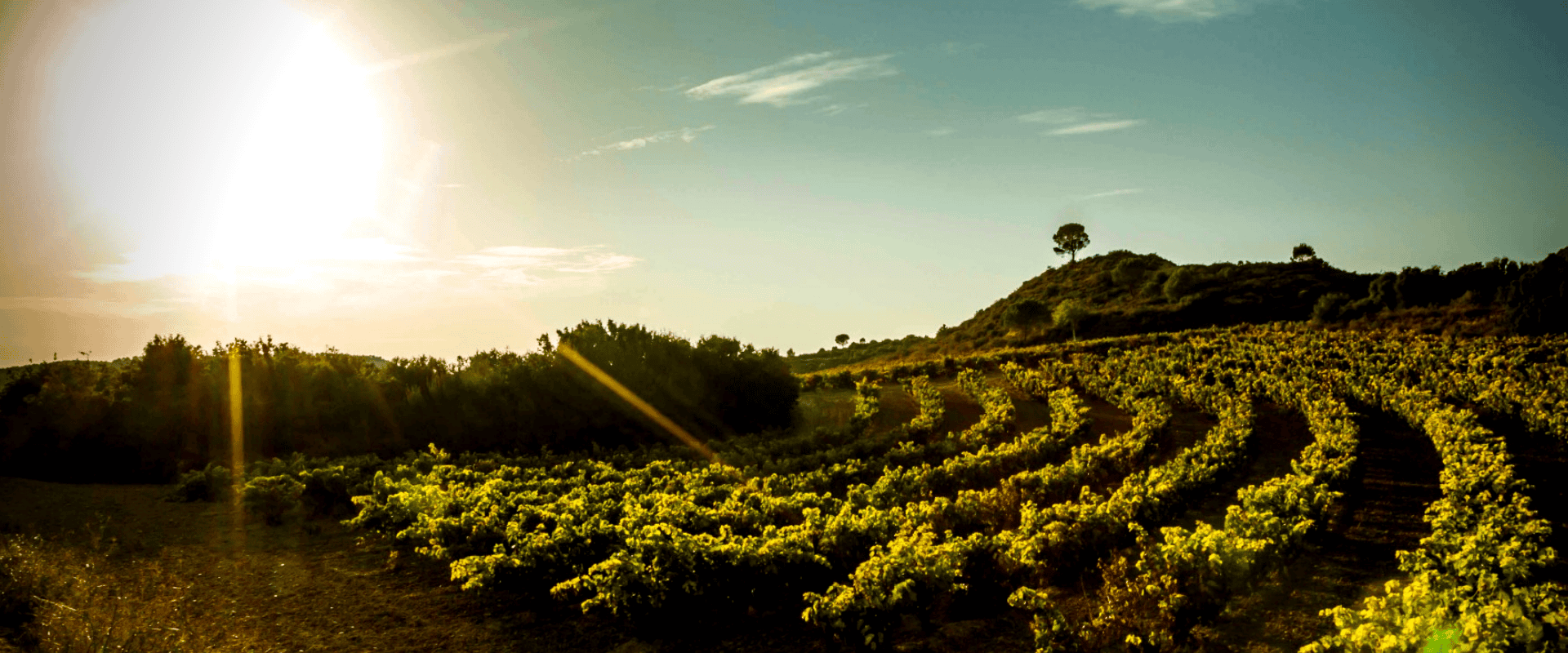 Viñedo Singular e outros: conheça a classificação alternativa da Rioja