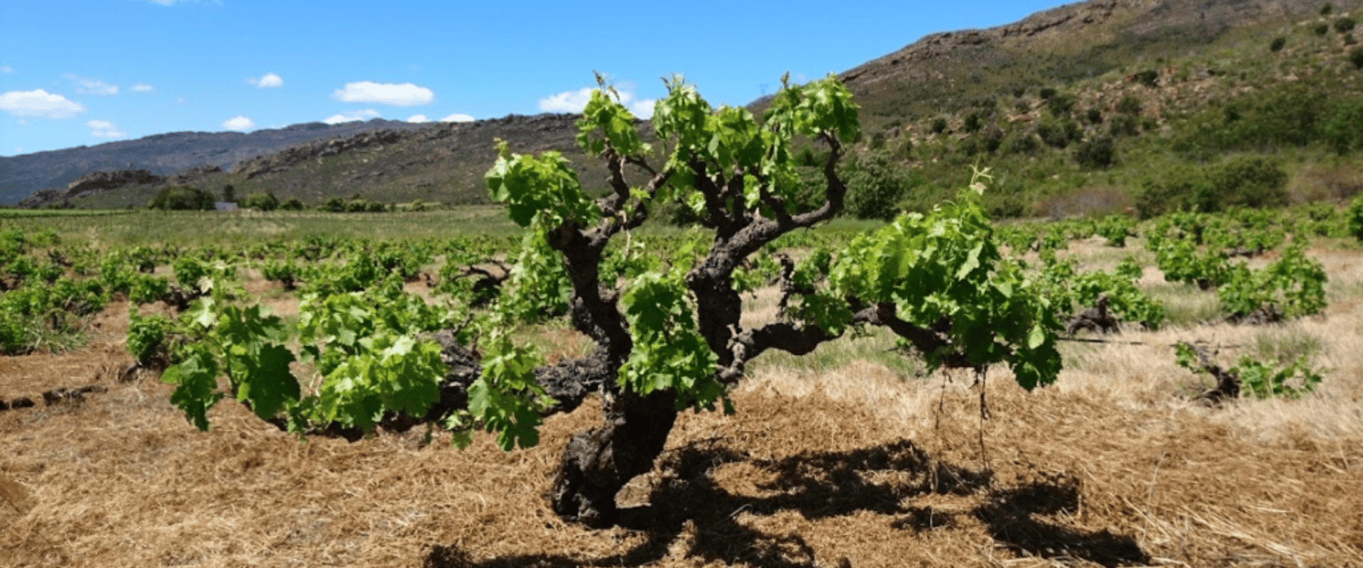 Vinhas velhas: é verdade que elas resultam em vinhos melhores?