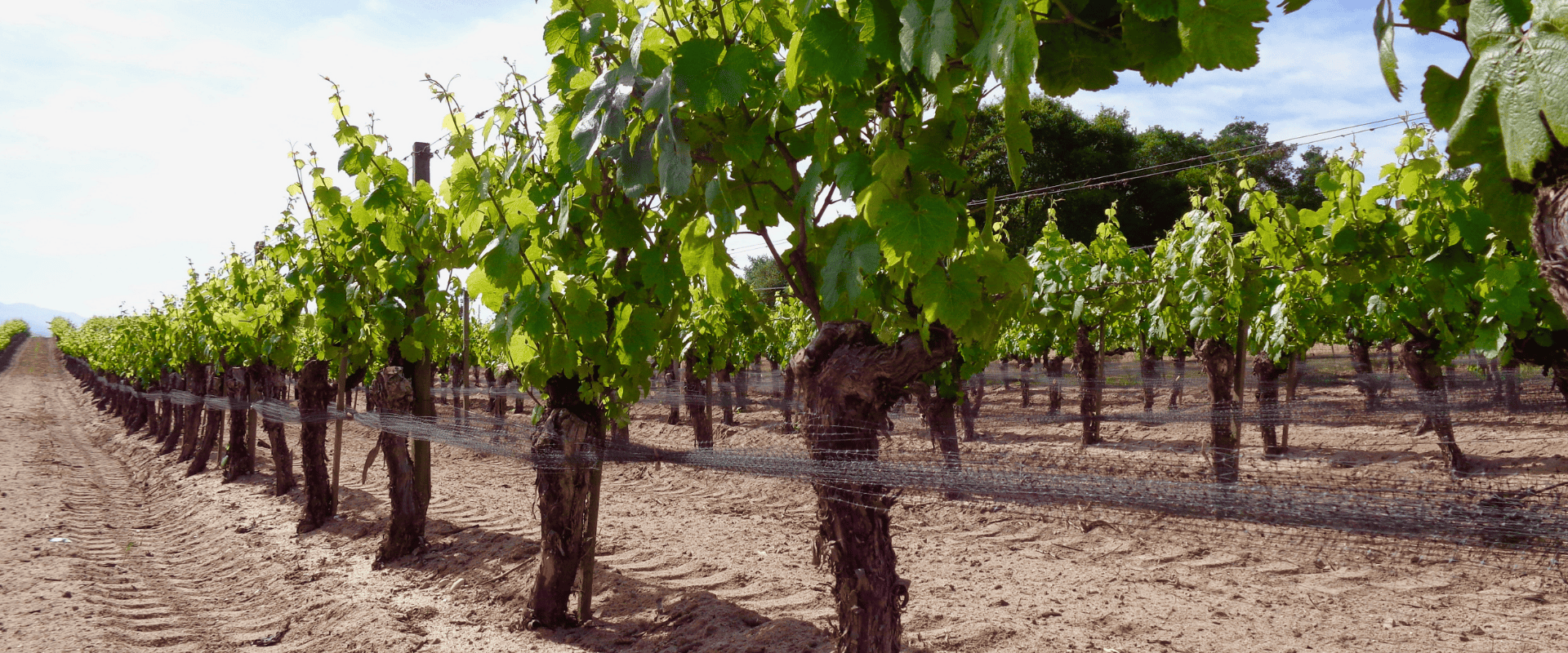 Vinhedos sem irrigação: buscando qualidade ao abrir mão da quantidade