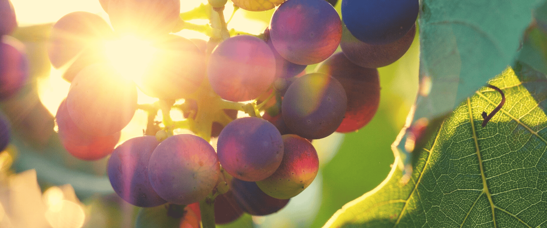 O grau de açúcar da uva e o álcool dos vinhos: conheça a relação e suas medidas