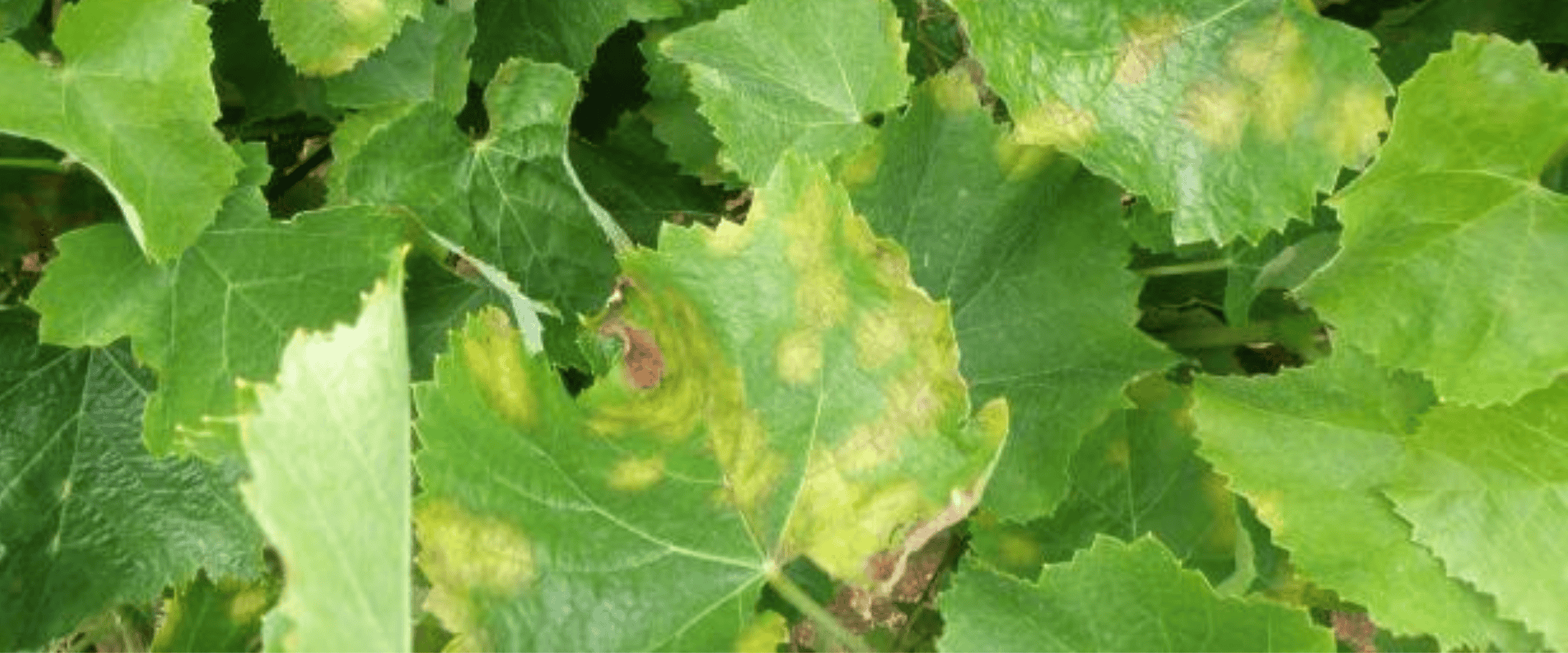 Conheça mais sobre o míldio, ameaça constante à saúde das videiras