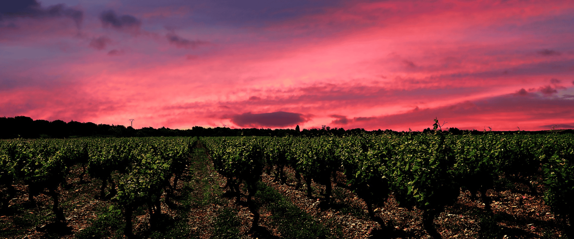 Vinhos orgânicos europeus: você sabe como funciona a certificação?