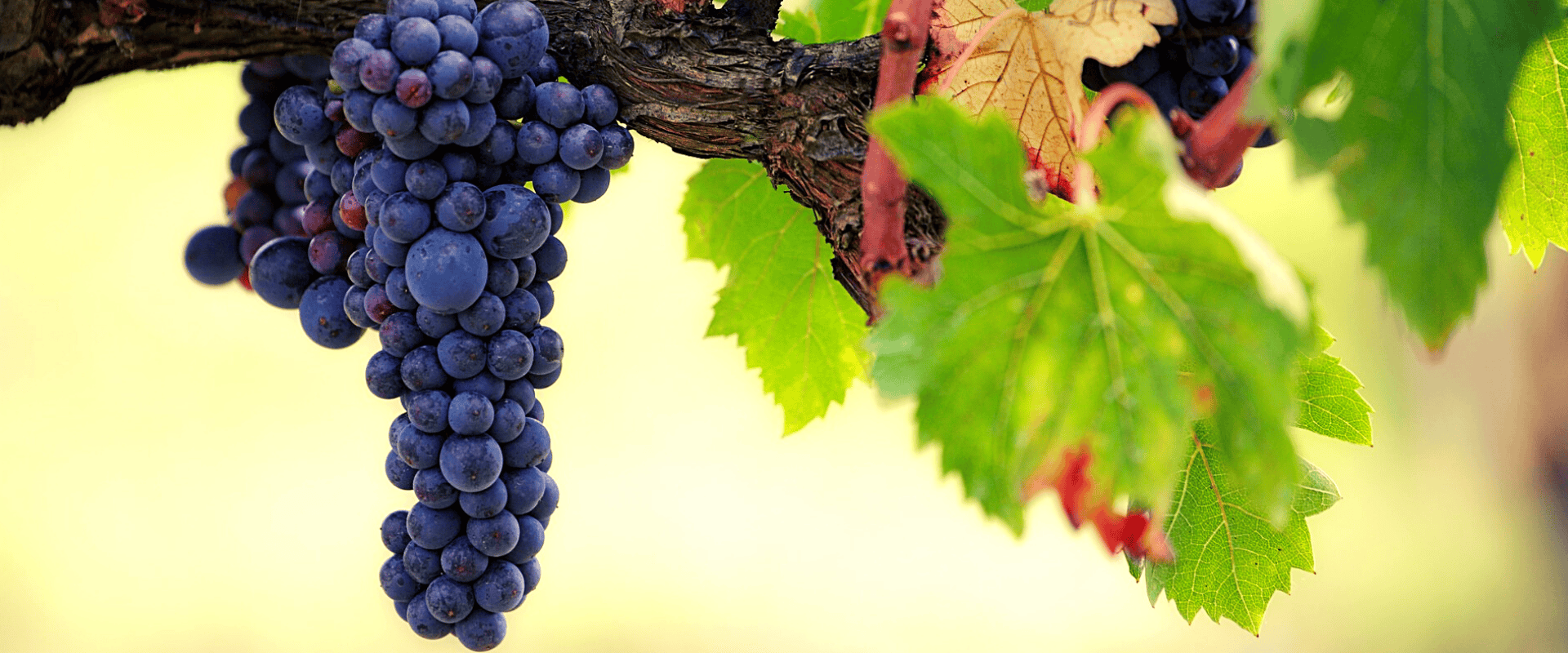 Vitis vinifera: conheça a espécie de uva que dá origem aos melhores vinhos do mundo