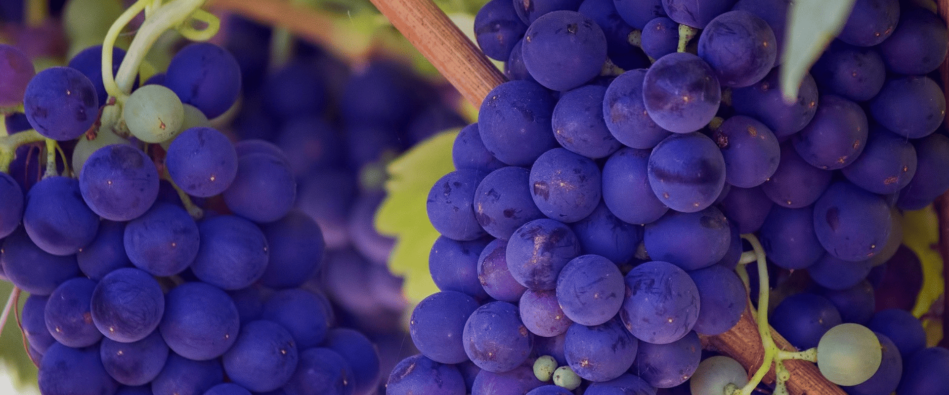 Começando no vinho: você sabe porque a uva é a fruta favorita para elaborar vinhos?