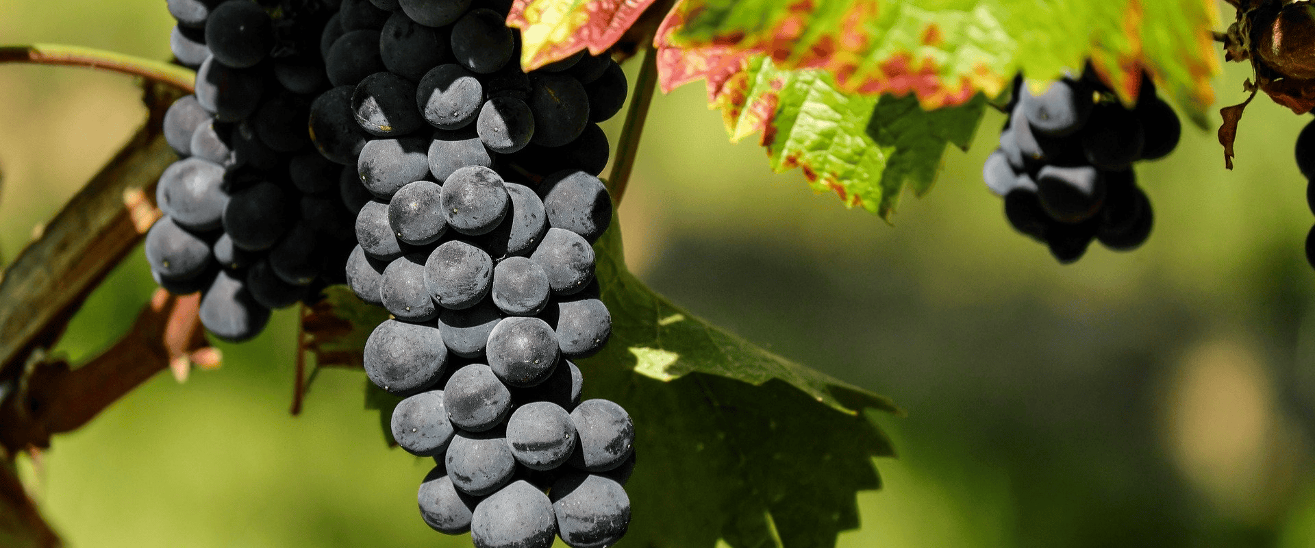 Uva autóctone: você sabe qual a definição precisa deste termo?