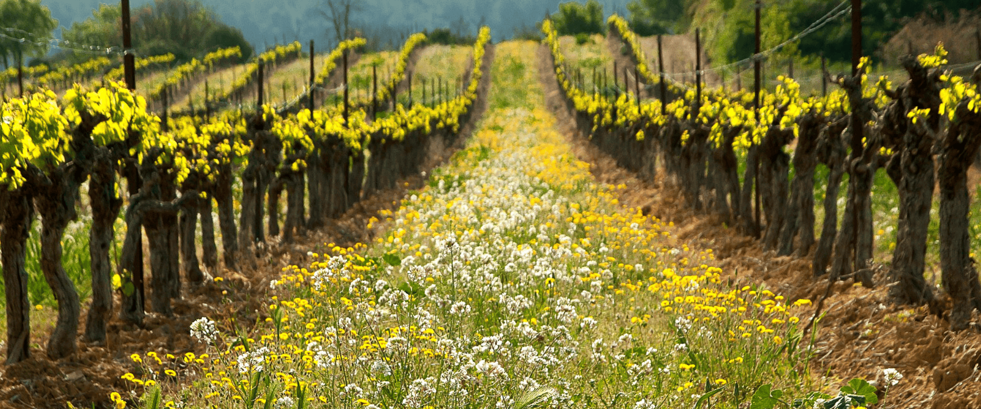 Estudando vinhos: quais são os fatores que definem o terroir?