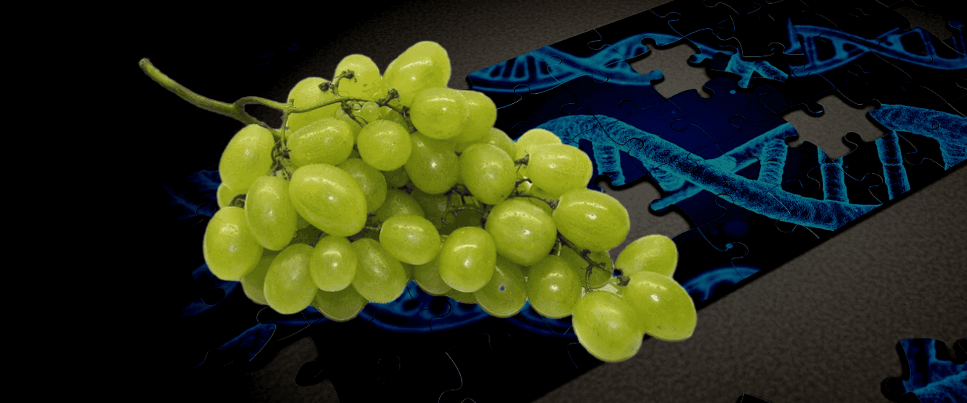 Uvas híbridas ou PIWIs na elaboração de vinhos: uma busca por sustentabilidade e qualidade