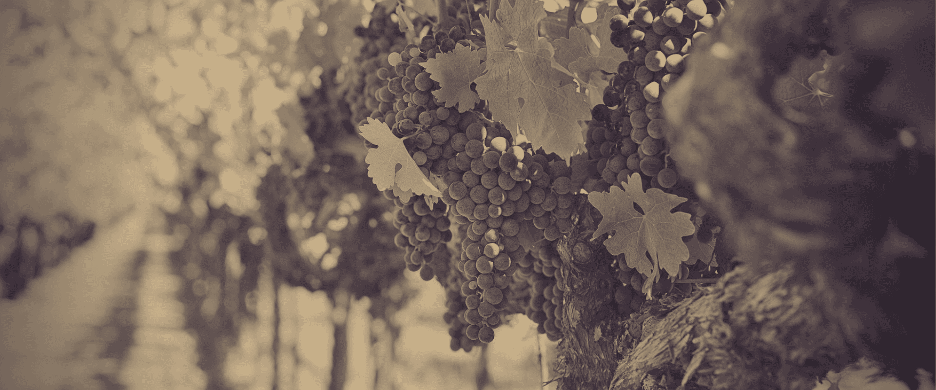 Arqueologia do vinho: conheça o roteiro da Vitis vinifera selvagem até dar origem às uvas europeias