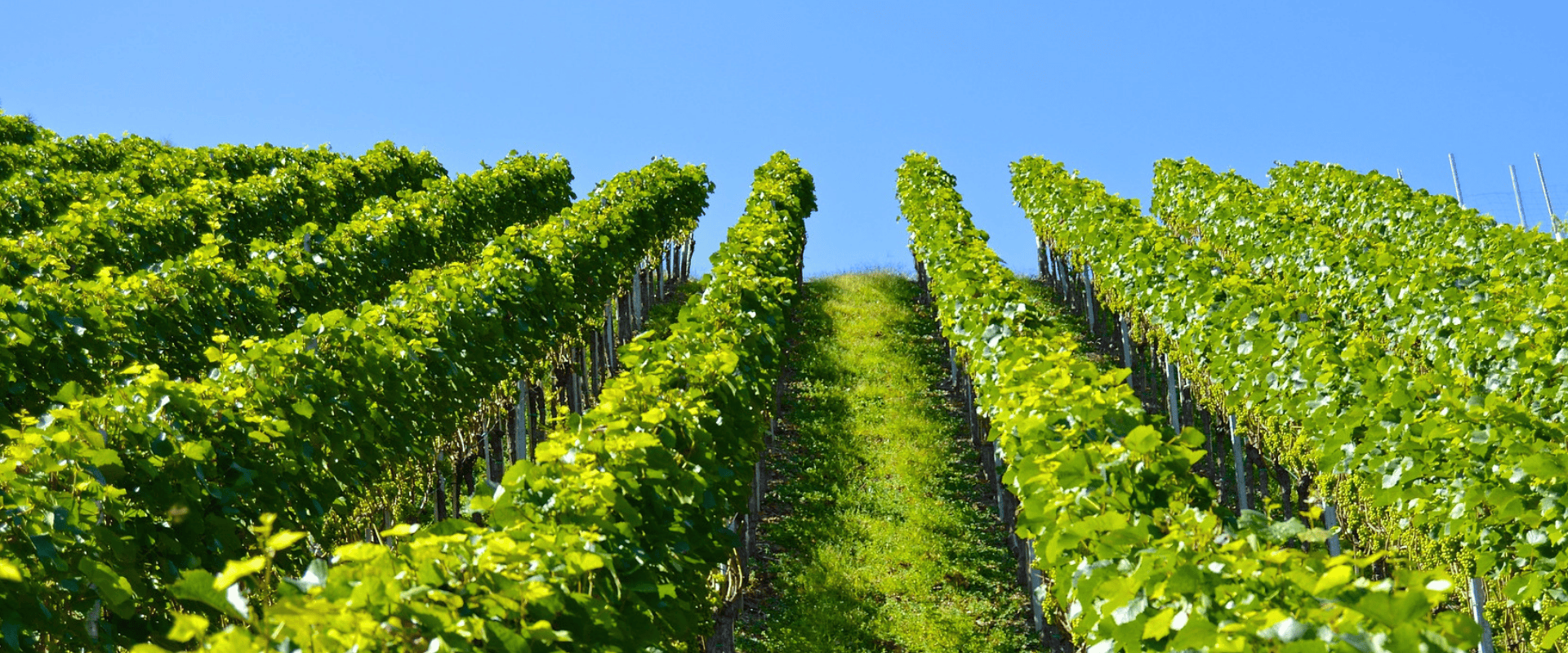 Vinhedos com mais ou menos videiras: isso influencia a qualidade dos vinhos?