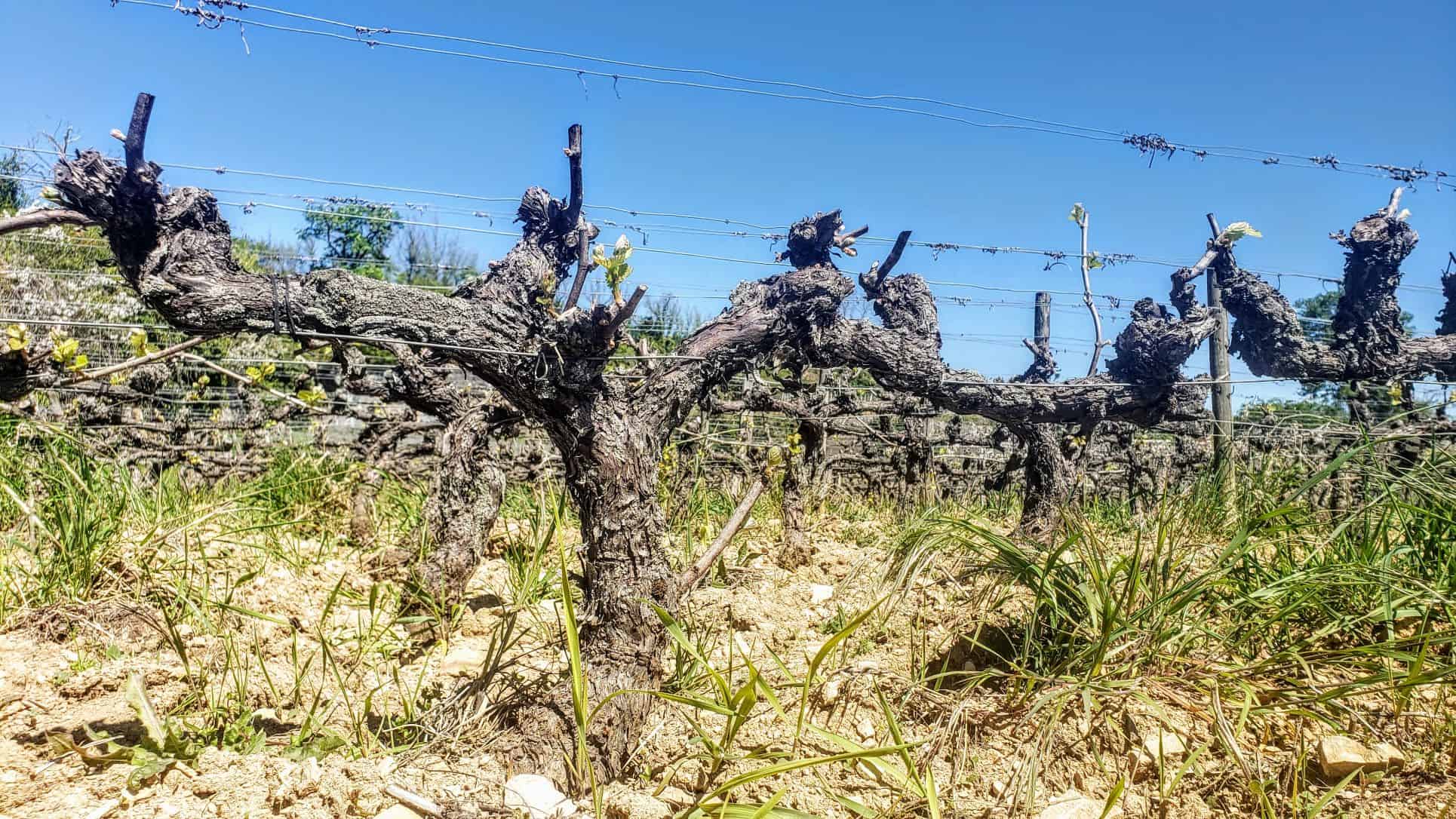 Cultivando vinhedos: conheça o método de Cordon de Royat