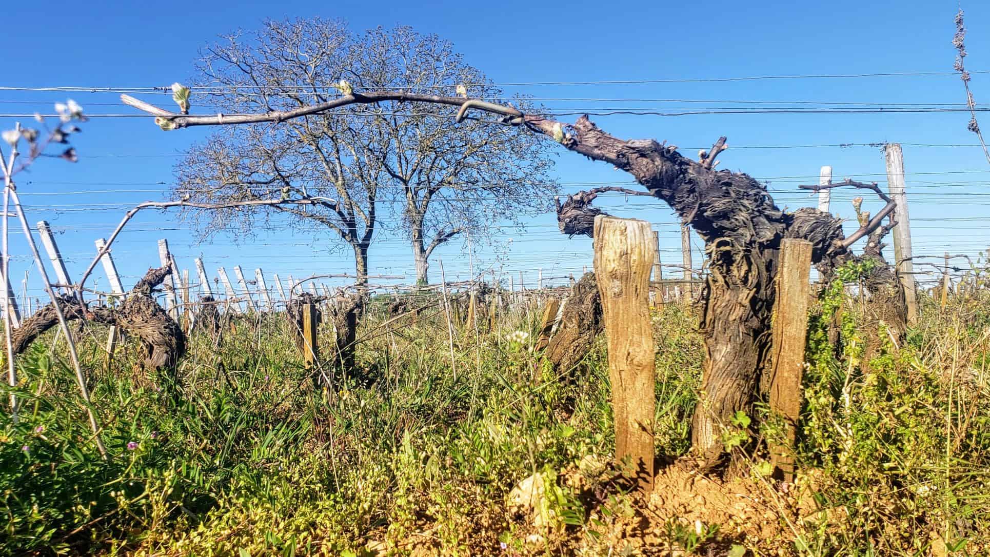 Um bom vinho começa no vinhedo: conheça o método Guyot de poda e condução de videiras