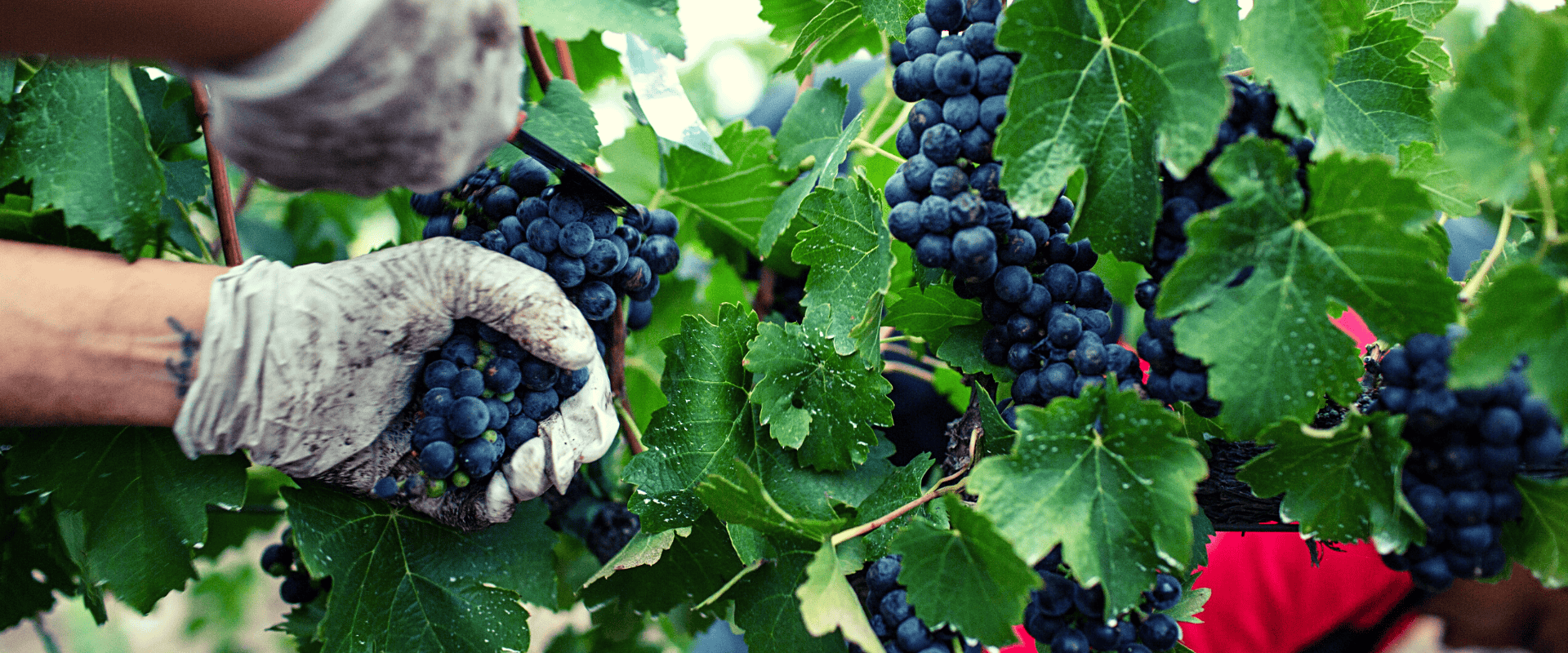 Colheita manual ou mecanizada? Conheça o impacto nos vinhos e suas vantagens e desvantagens