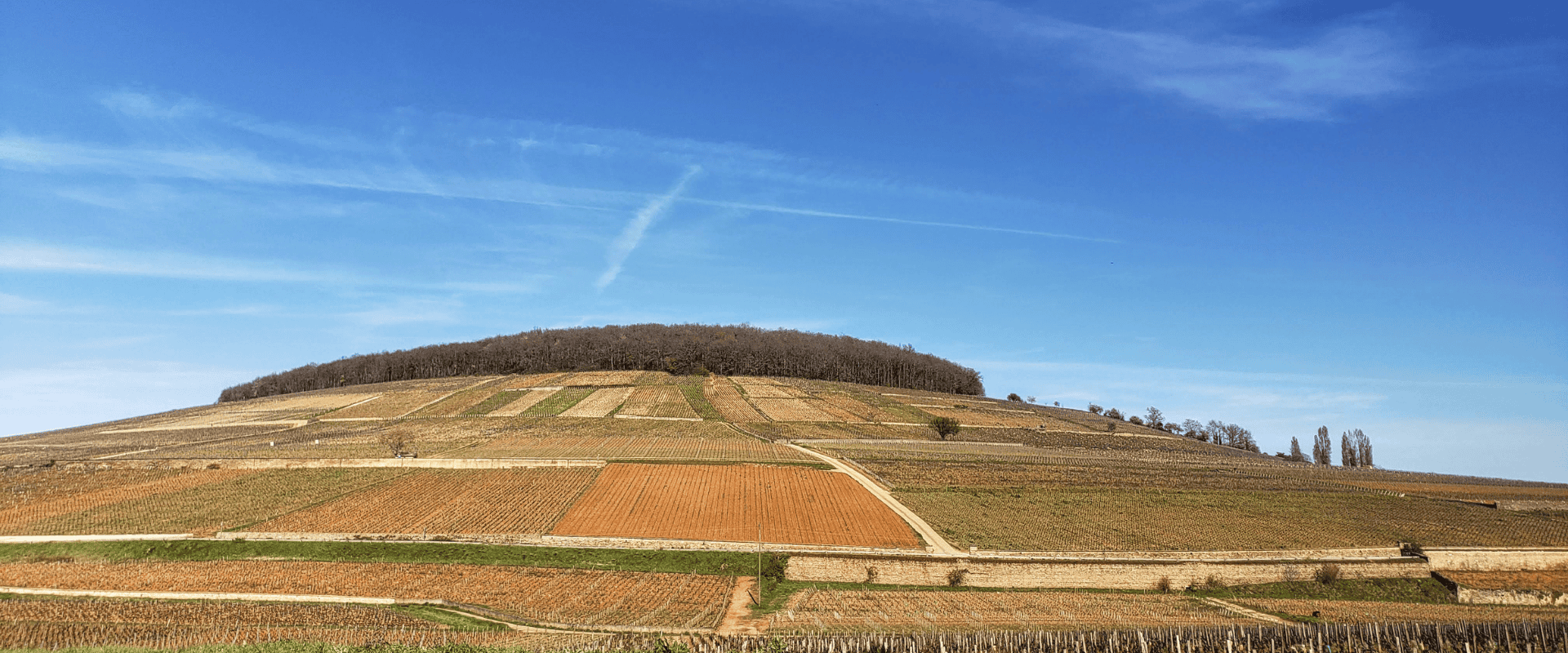 Corton-Charlemagne: origem de vinhos espetaculares, cercados por
