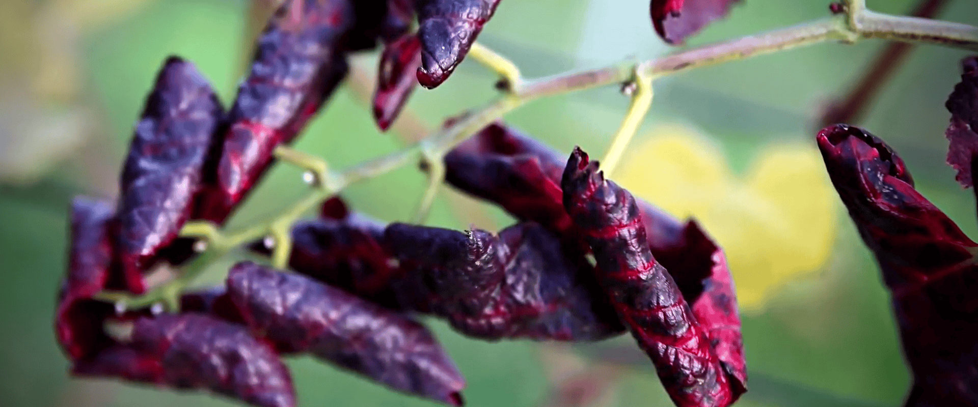 Flavescência dourada: a maior ameaça aos vinhedos desde a filoxera?