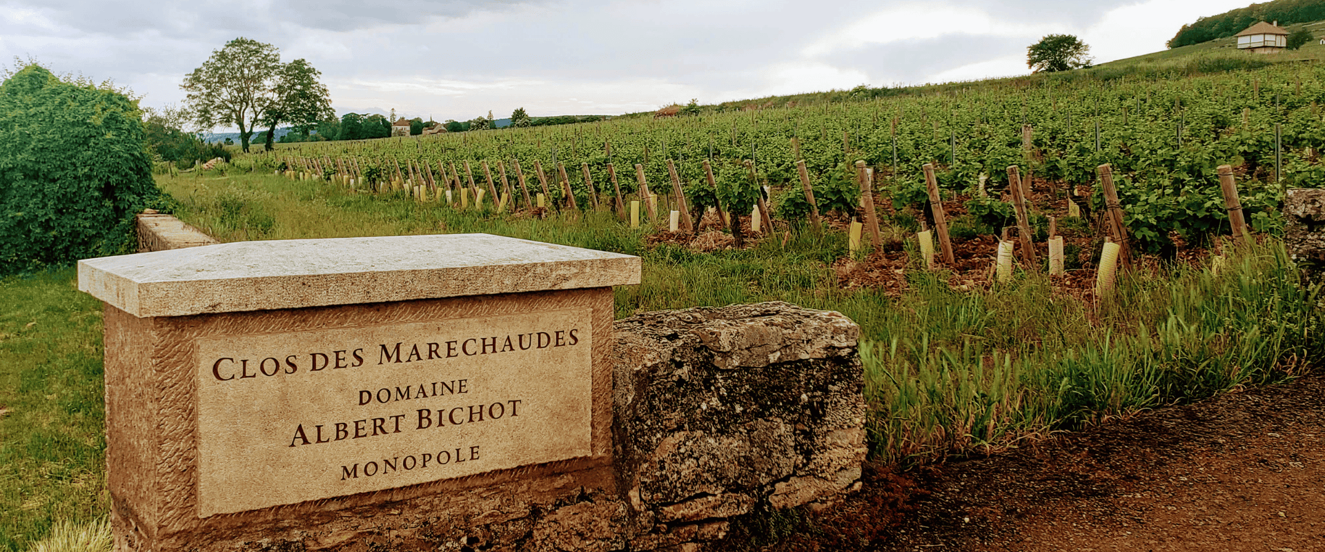 Monopoles: conheça mais sobre estes vinhedos tão comuns na Borgonha