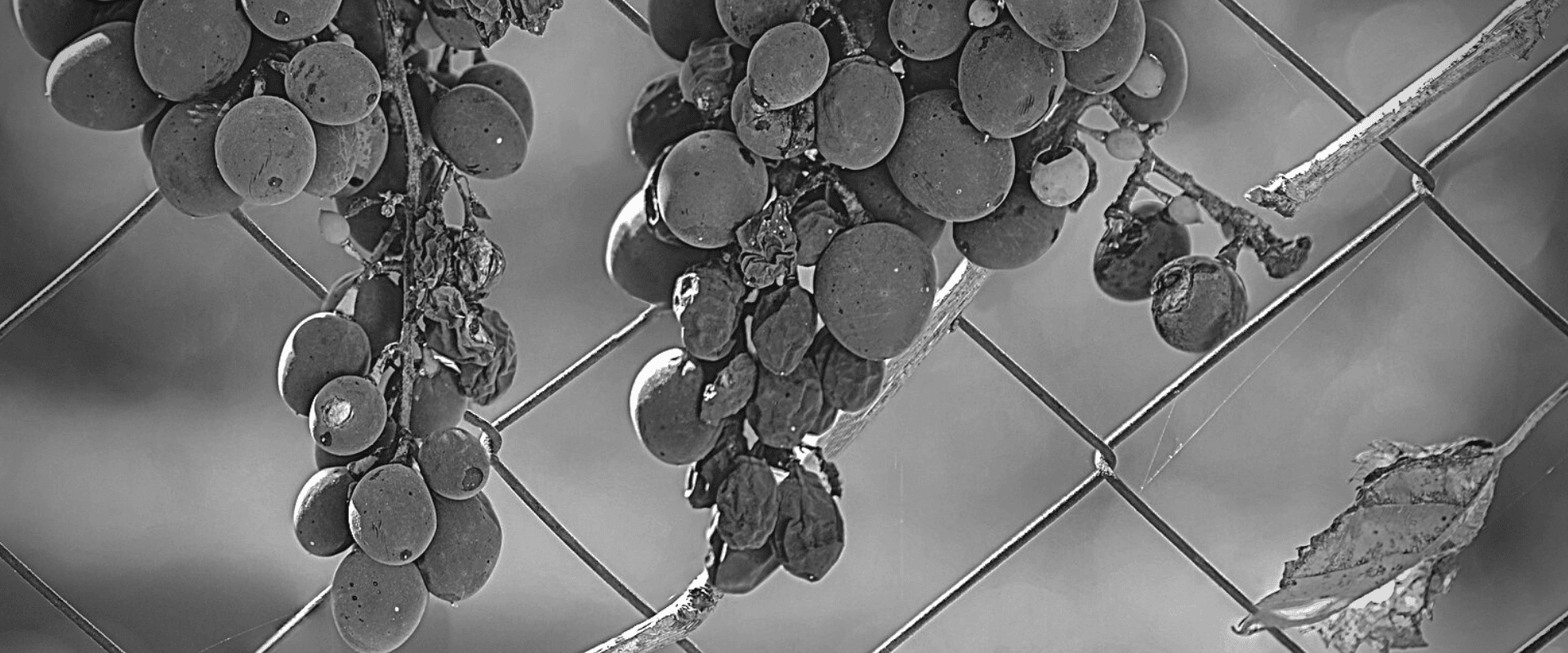 Estresse hídrico: o que acontece com videiras e vinhos em situações de seca extrema?