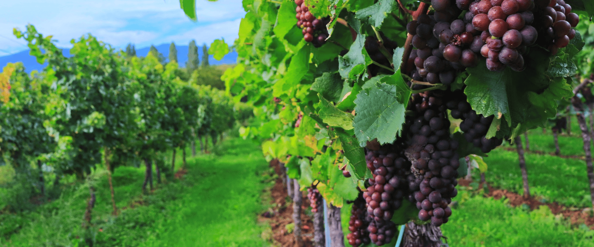 Poda invertida ou dupla poda: conheça a técnica que expandiu os limites da viticultura no Brasil