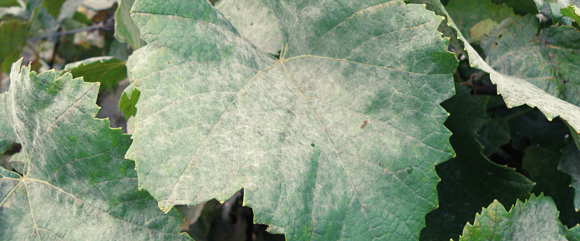 Oídio: conheça a praga que afeta videiras ao redor do mundo