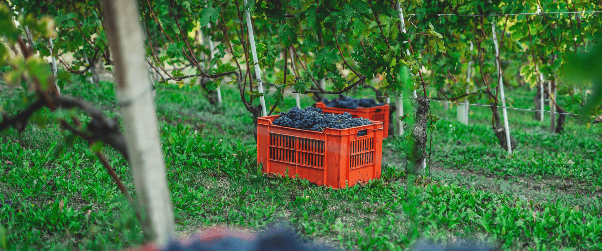 Vinicultura, viticultura e vitivinicultura: você sabe qual a diferença entre elas?