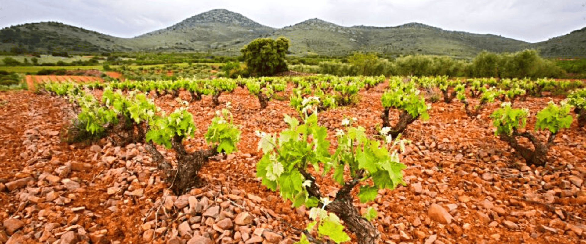 Gobelet, alberello ou bush vine: conheça o mais ancestral sistema de condução de videiras