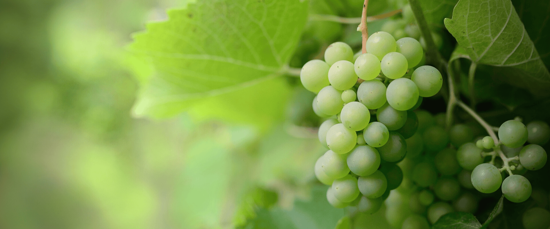Biótipos, clones e mutações: características das uvas e de seus vinhos mudam com o tempo