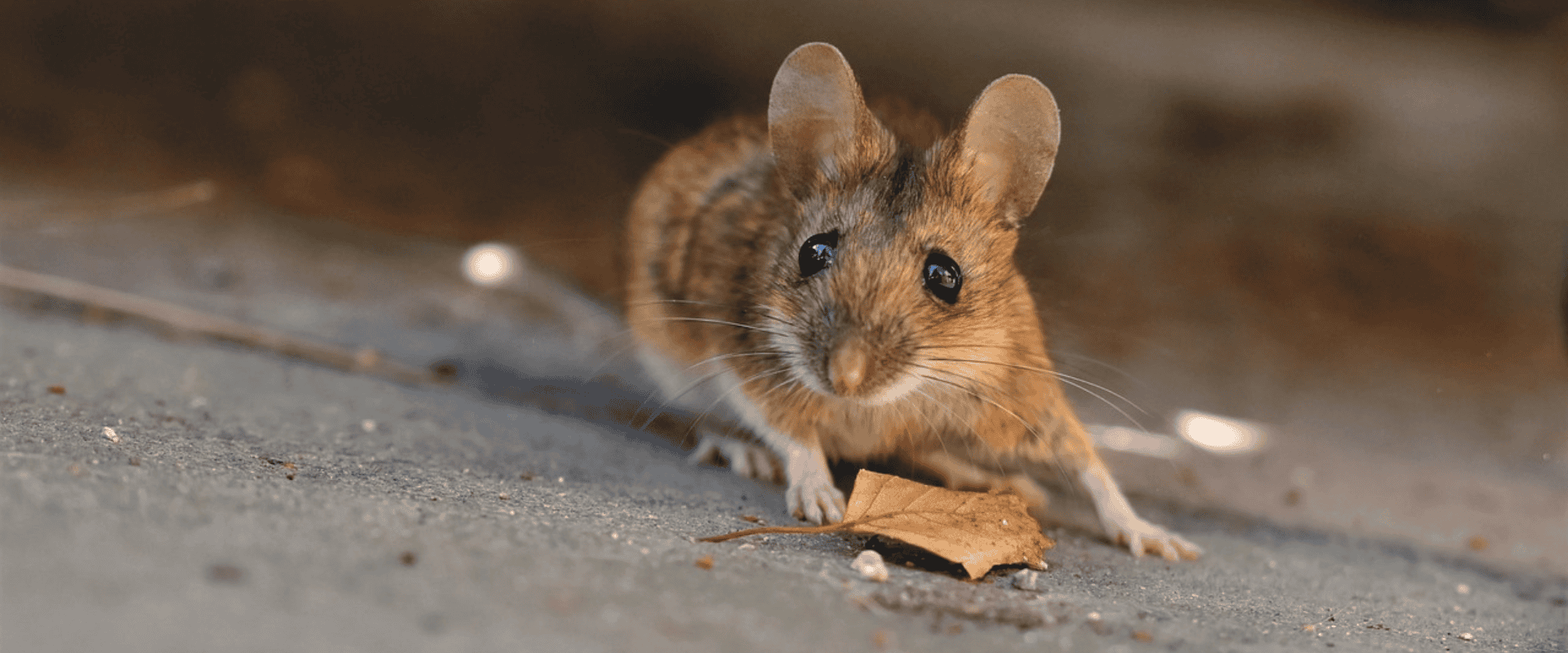 Vinho com gosto de gaiola de rato? Saiba mais sobre mousiness ou gôut de souris