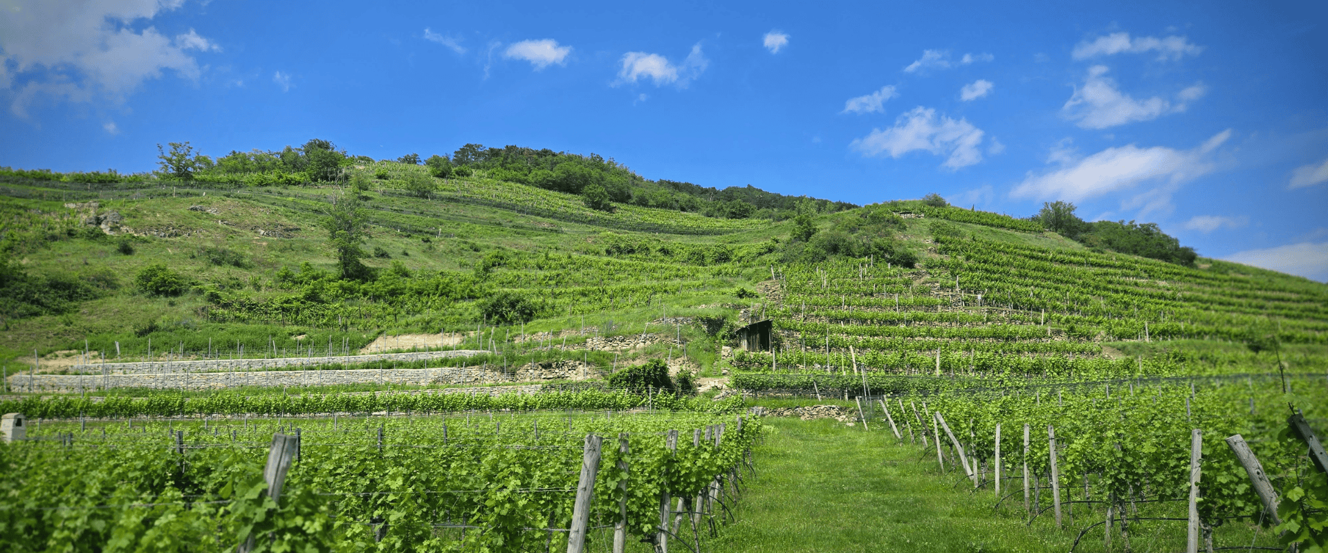 Orientação dos vinhedos: saiba como ela pode afetar o estilo dos vinhos