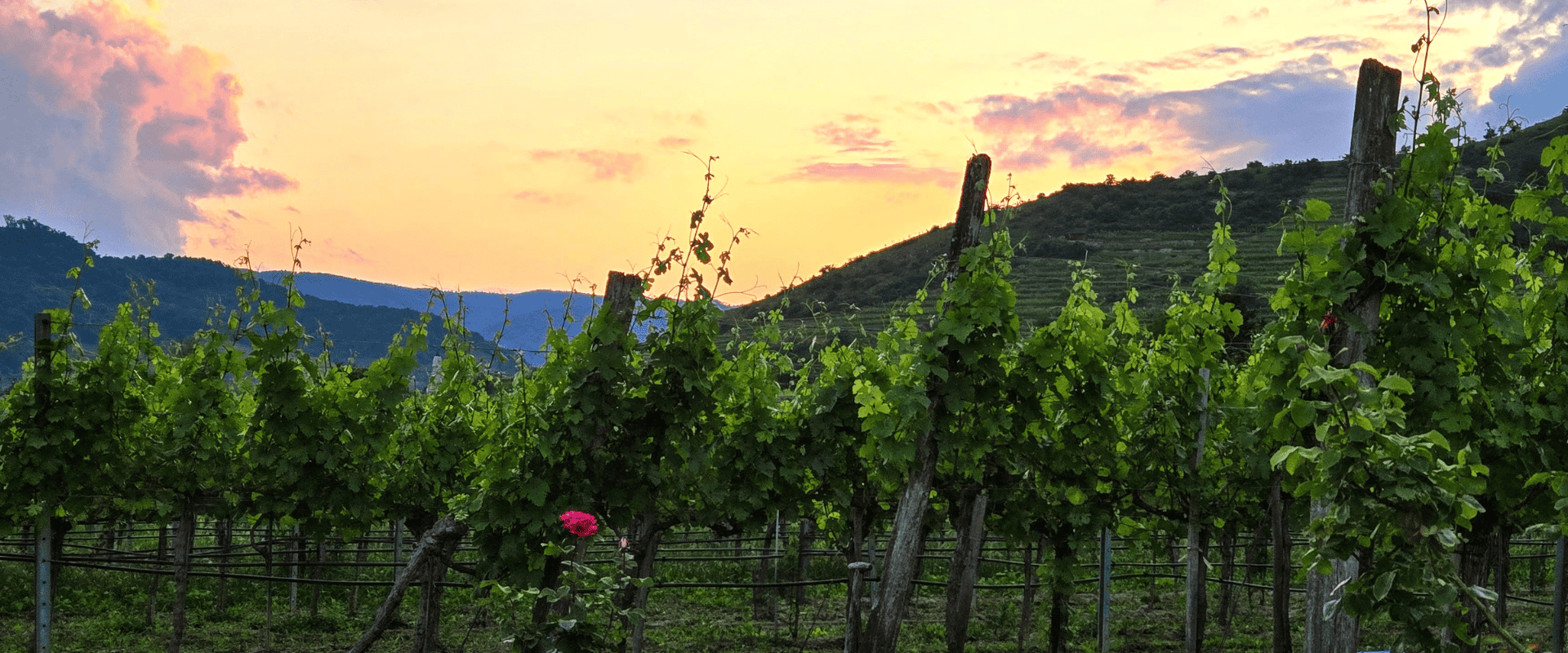 Clima e viticultura: entenda as diferenças e impactos sobre as videiras