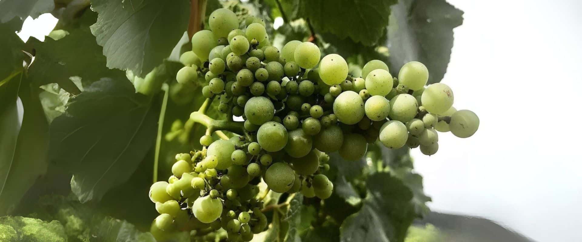 Millerandage: cachos de uvas pouco uniformes e impacto sobre os vinhos