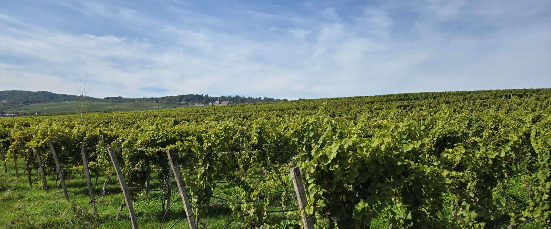 Definindo terroir: conheça os principais índices climáticos