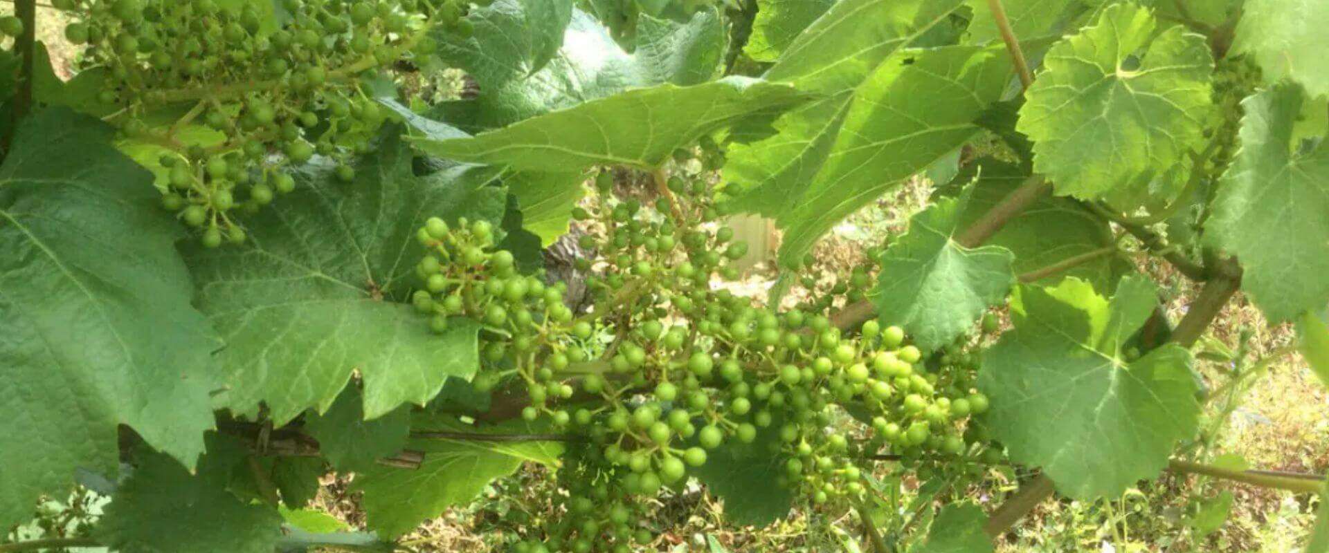 Couloure: o que é e quais seus impactos sobre a viticultura