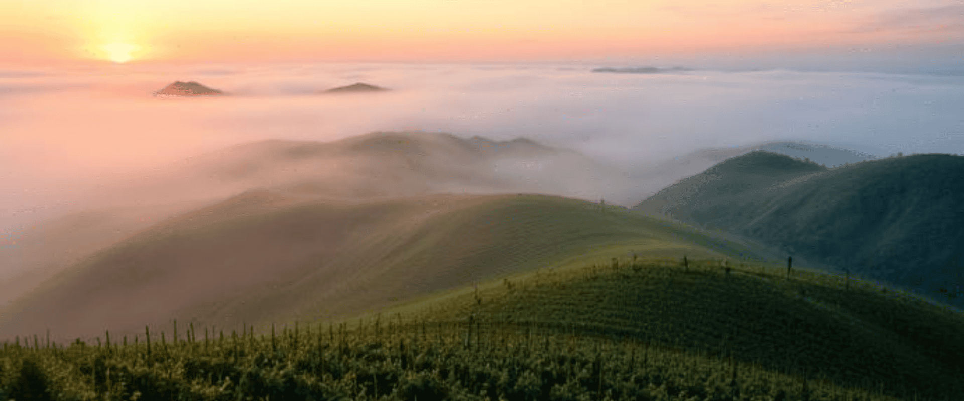 Como a neblina chega à sua taça de vinho