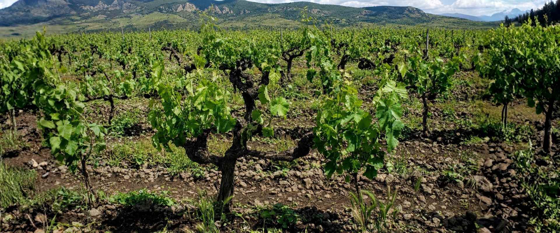 Melhores vinhos? prós e contras das vinhas em pé-franco