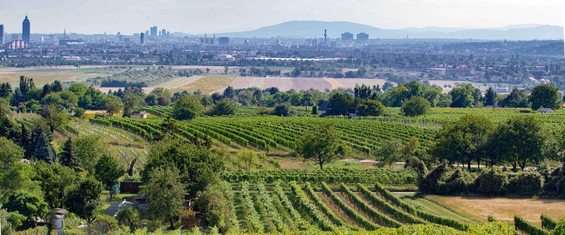 Field blend: prática ancestral ou futuro da viticultura?